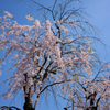 あしかがフラワーパーク　桜