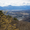 蝋梅と武甲山