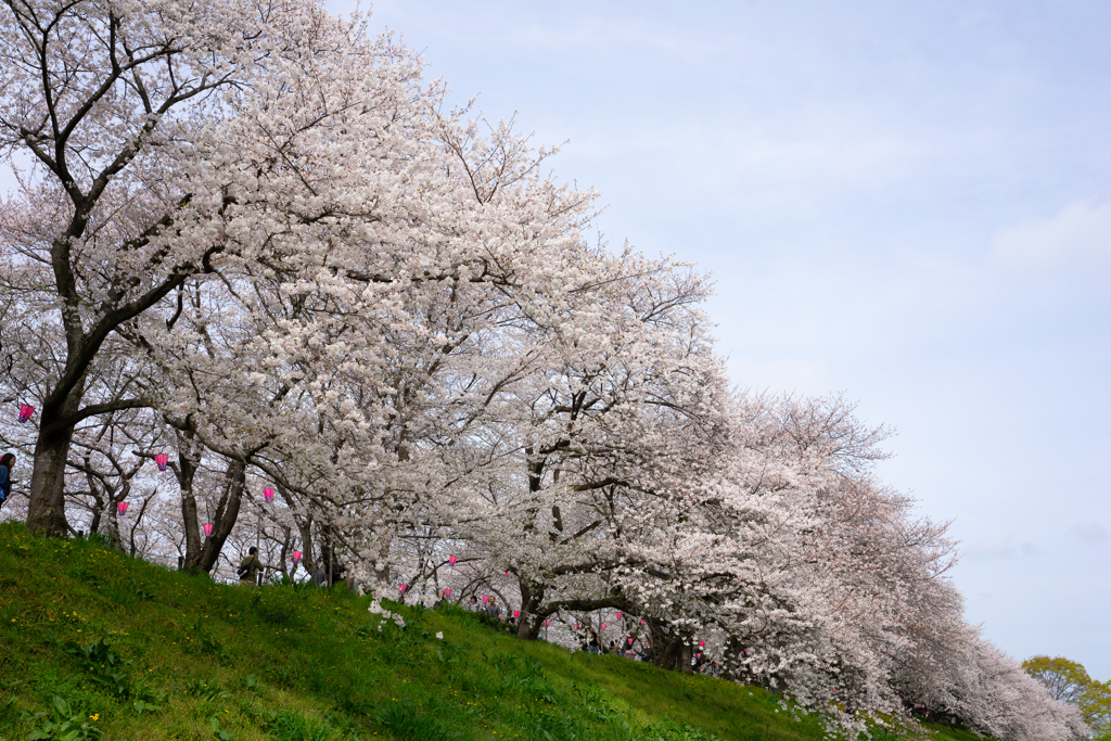 桜道