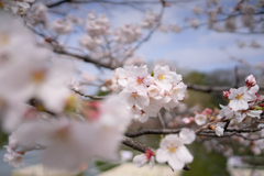 思い出の桜