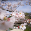 思い出の桜