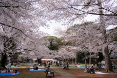 お花見