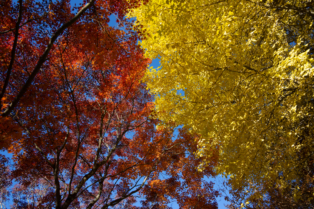 赤と黄のコントラスト