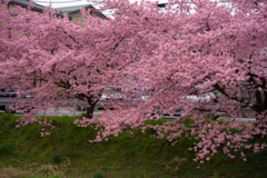 河津桜に誘われて