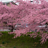 河津桜に誘われて
