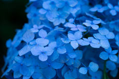 梅雨の青い宝石