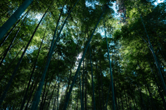 孟宗竹林