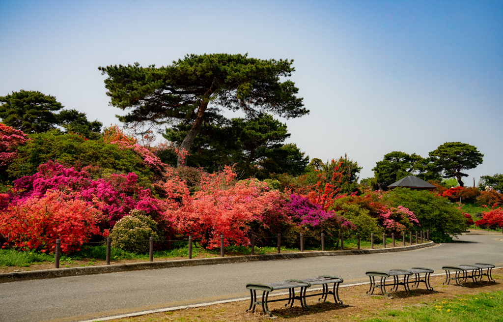 つつじまつり　つつじが岡公園