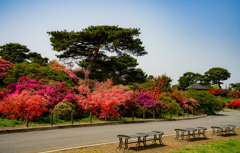 つつじまつり　つつじが岡公園