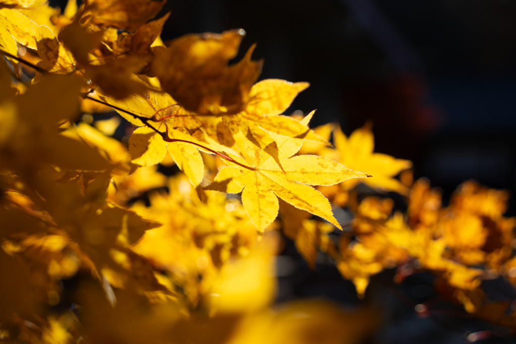 光を浴びて輝く