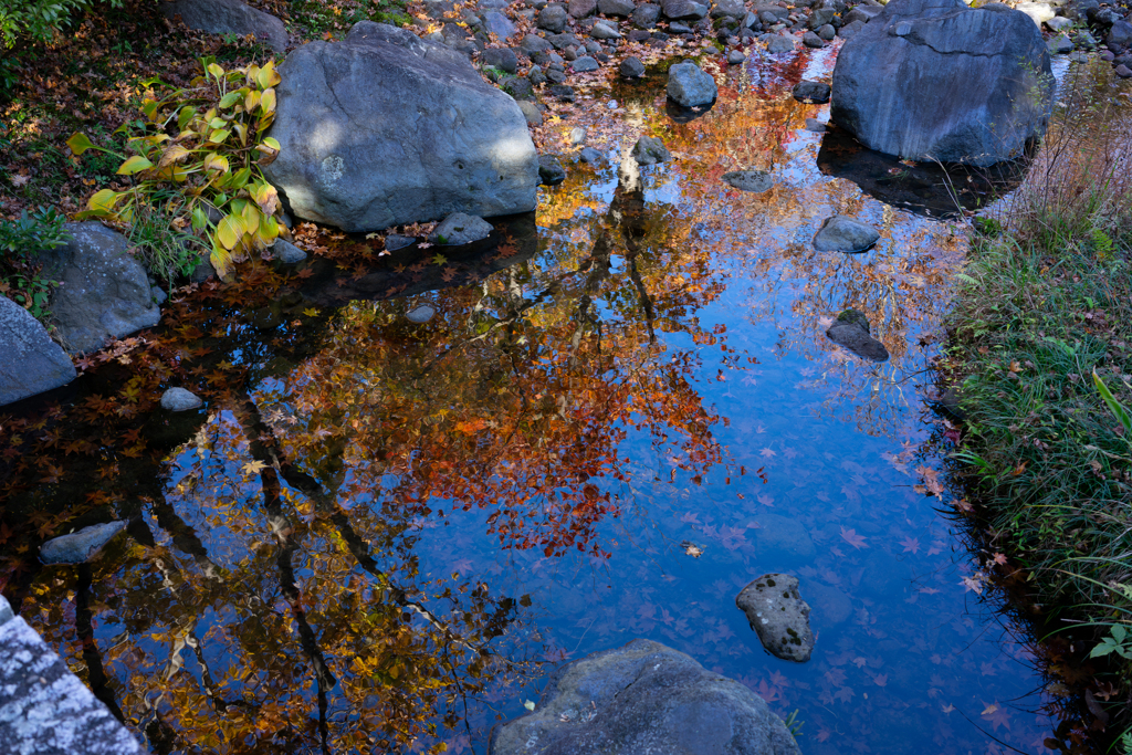 水面に映る紅葉