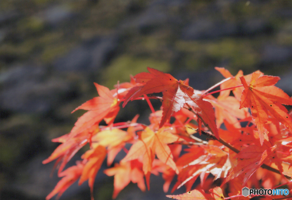 紅葉