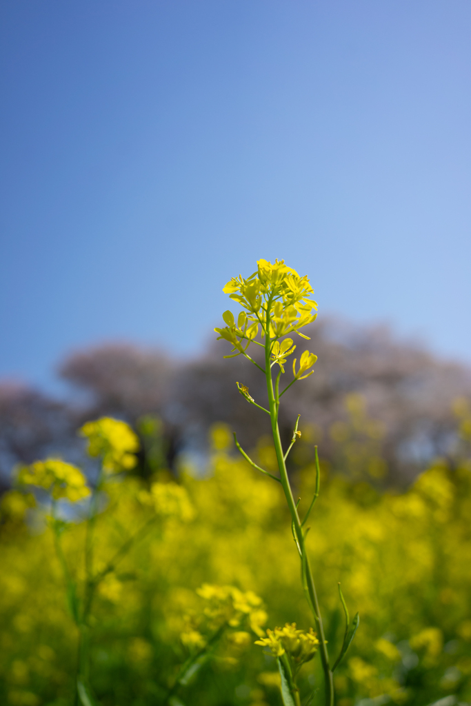 菜の花