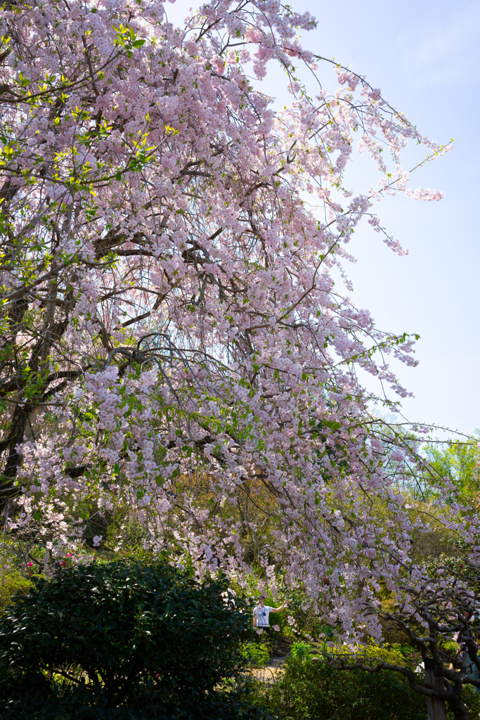 桜の花はすぐに散るから美しい