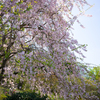 桜の花はすぐに散るから美しい