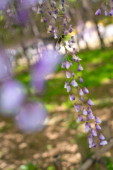 藤の花に込められた思い