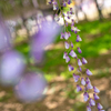 藤の花に込められた思い