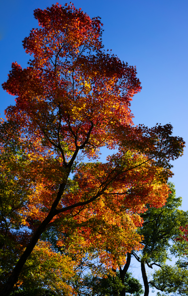 日本庭園　紅葉