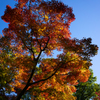 日本庭園　紅葉