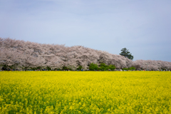 幸手　権現堂　桜祭り