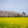 幸手　権現堂　桜祭り