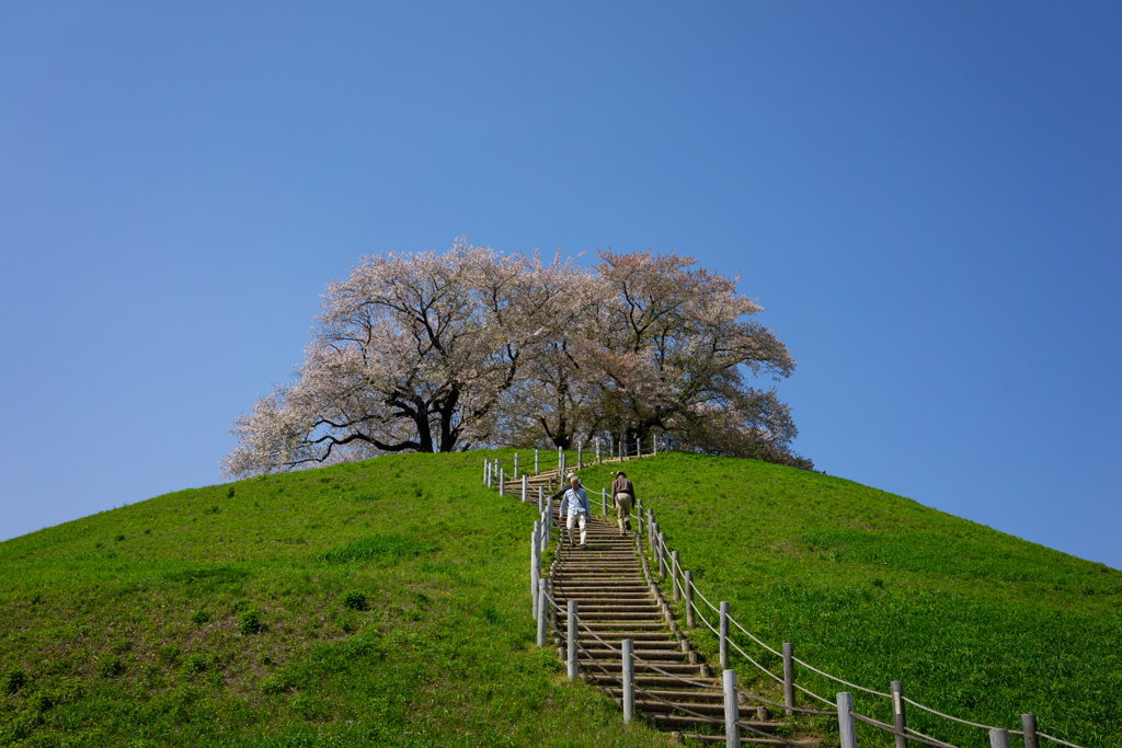 さきたま古墳群　桜　