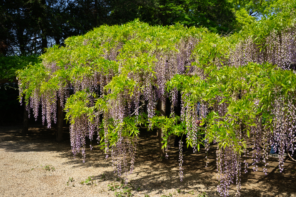 紫の藤の花言葉は「君の愛に酔う」