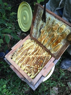 ハチミツの収穫