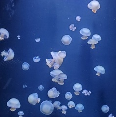 鶴岡市立加茂水族館