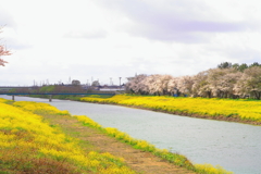 川辺に咲く花