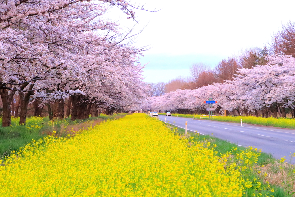 菜の花ロード