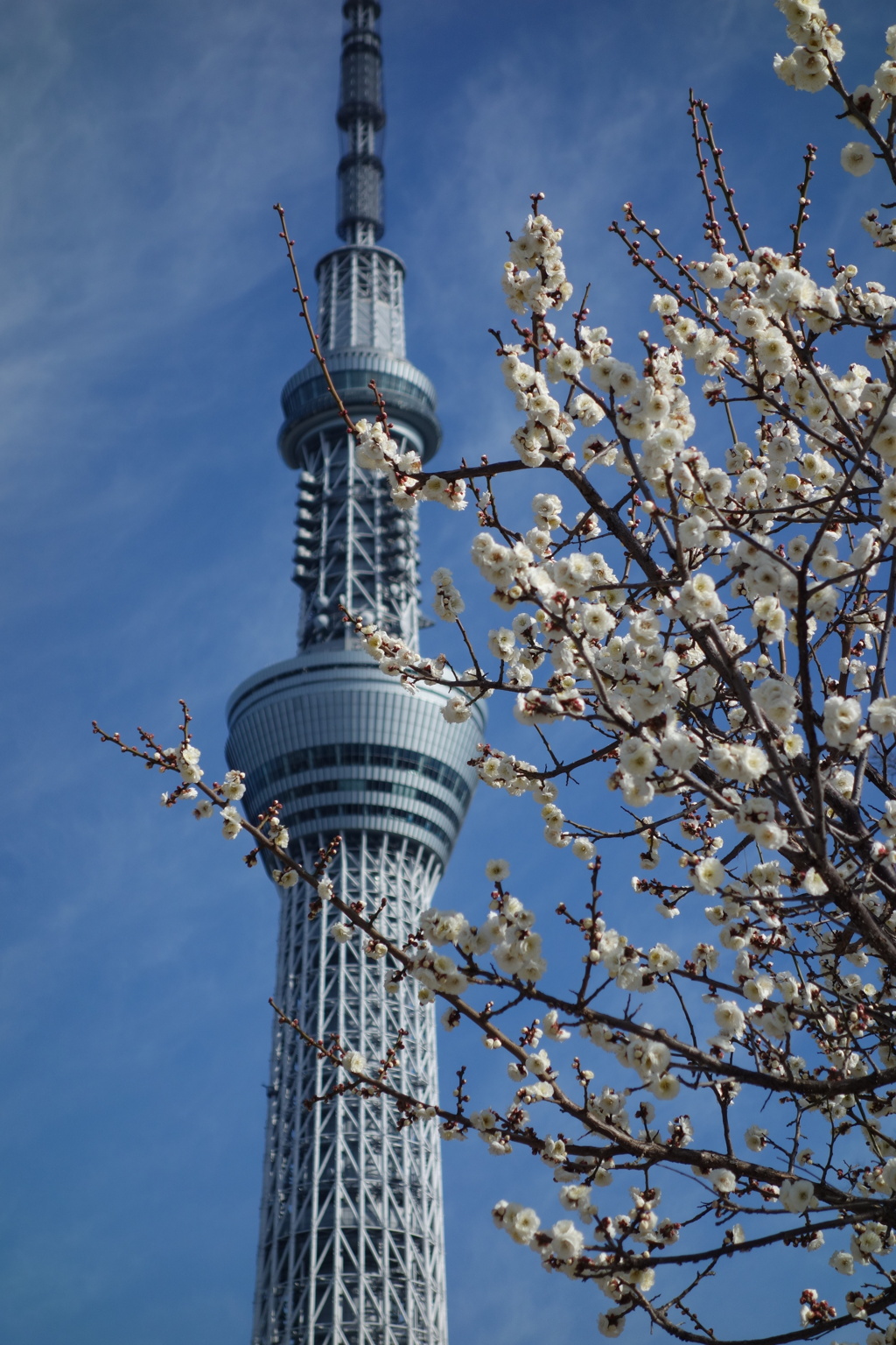 梅とスカイツリー