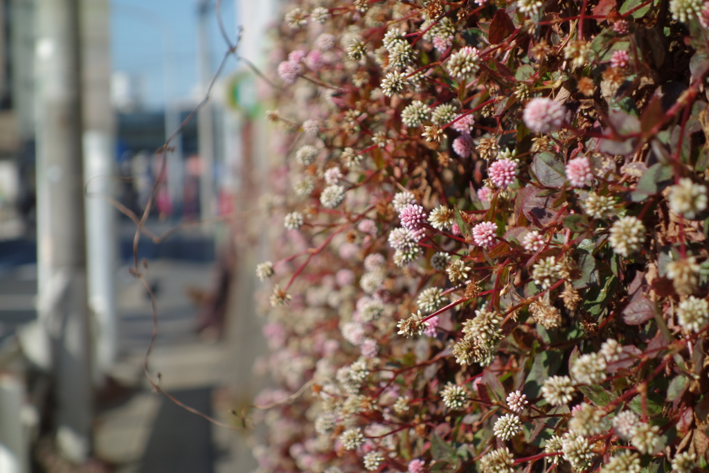 壁の花