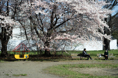 桜の木下で