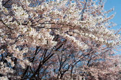桜