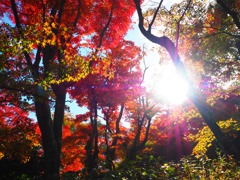 紅葉と太陽①