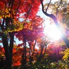 紅葉と太陽①