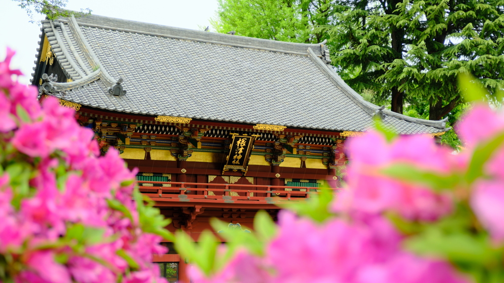 根津神社つつじ苑①