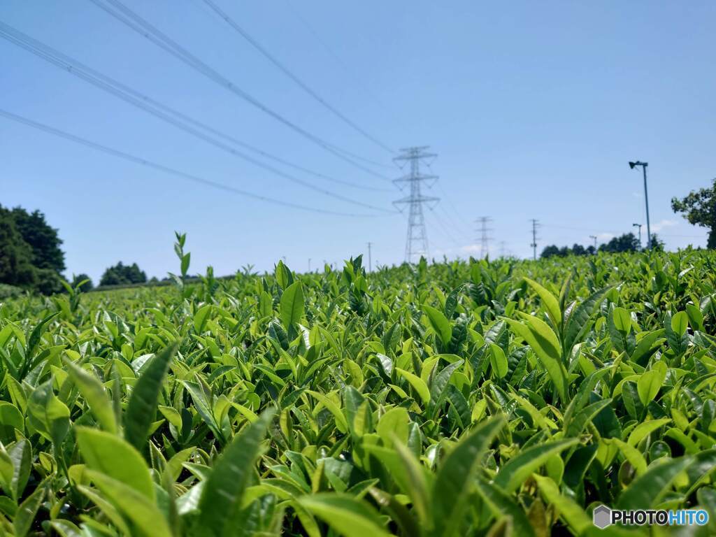 茶畑と鉄塔たち