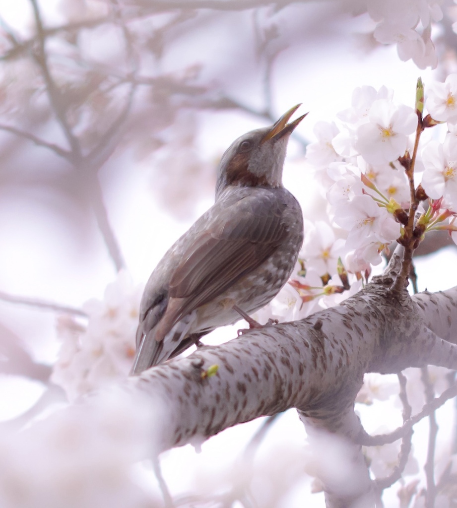 桜とヒヨドリ