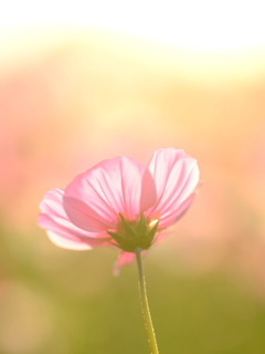 ふんわり秋桜