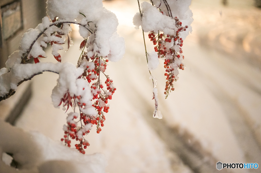 雪化粧