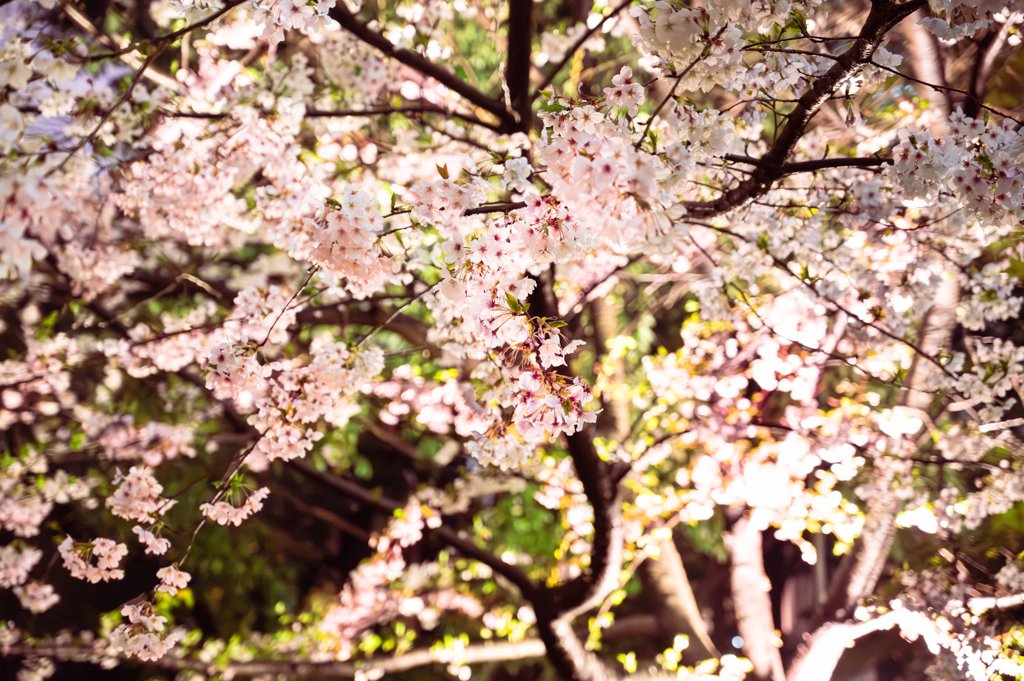 満開桜in六本木
