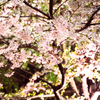 満開桜in六本木