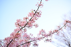 新宿中央公園の桜、咲き始めました。