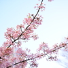 新宿中央公園の桜、咲き始めました。