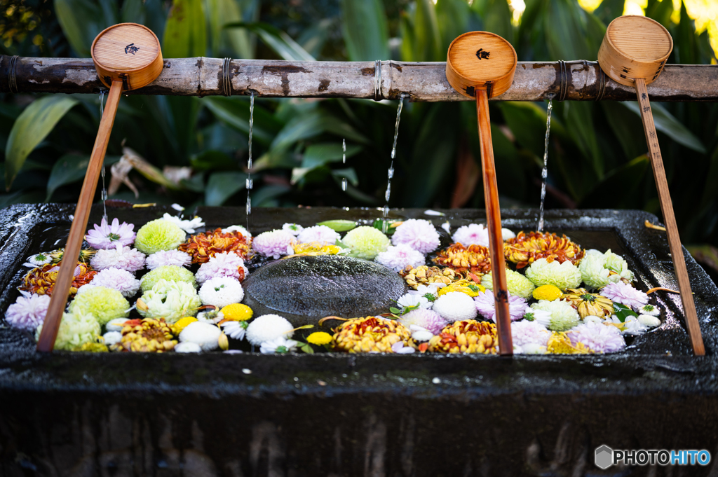 冬の花手水