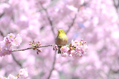 春の訪れ