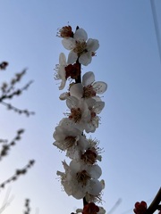 梅満開