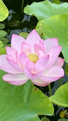 蓮の花